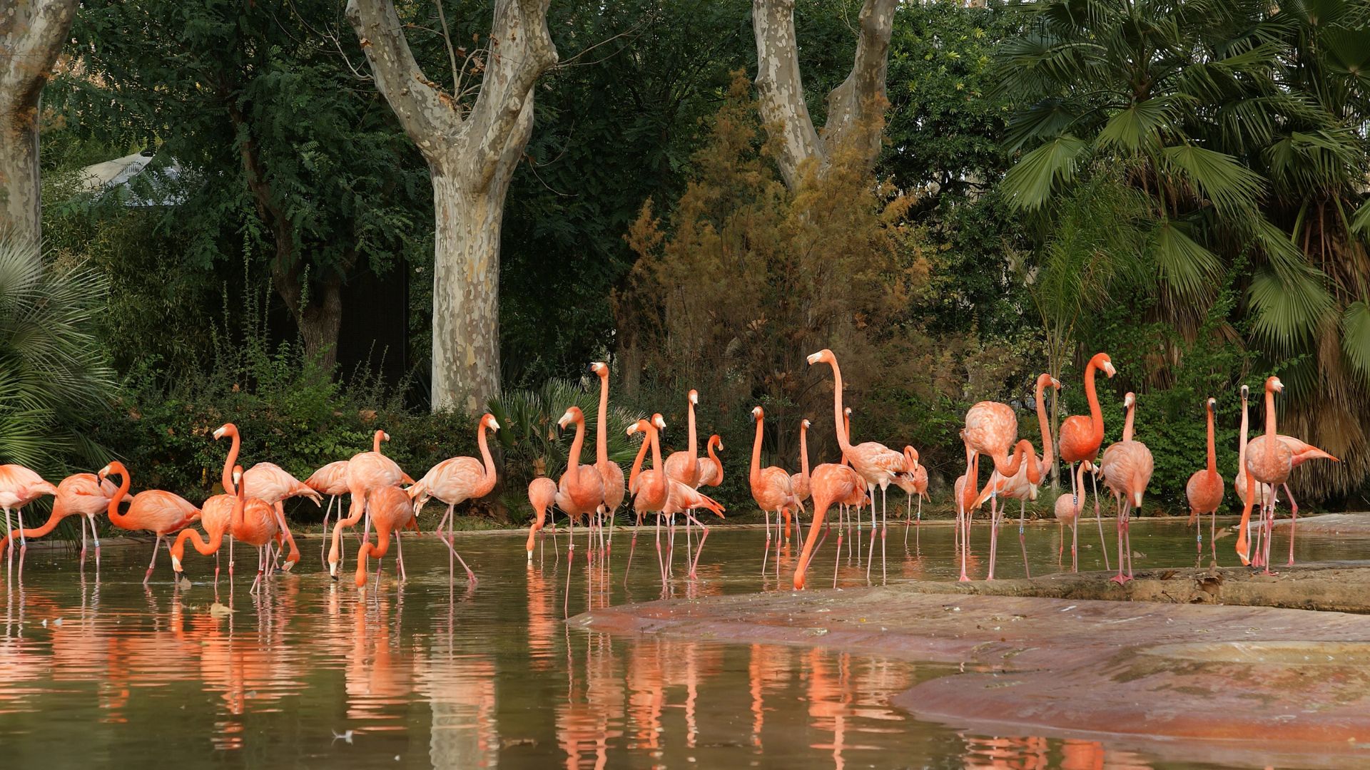 Beautiful flamingos