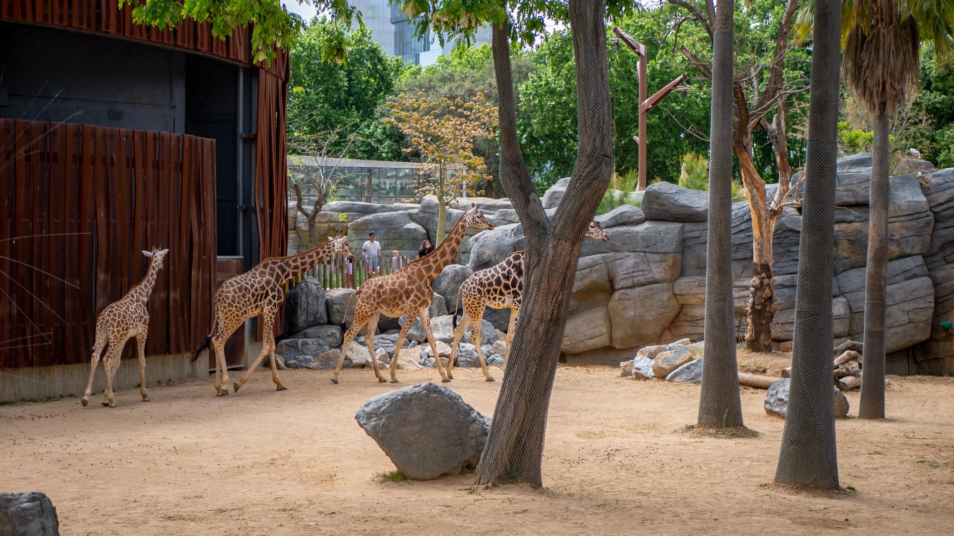 Giraffes in the Barcelona Zoo