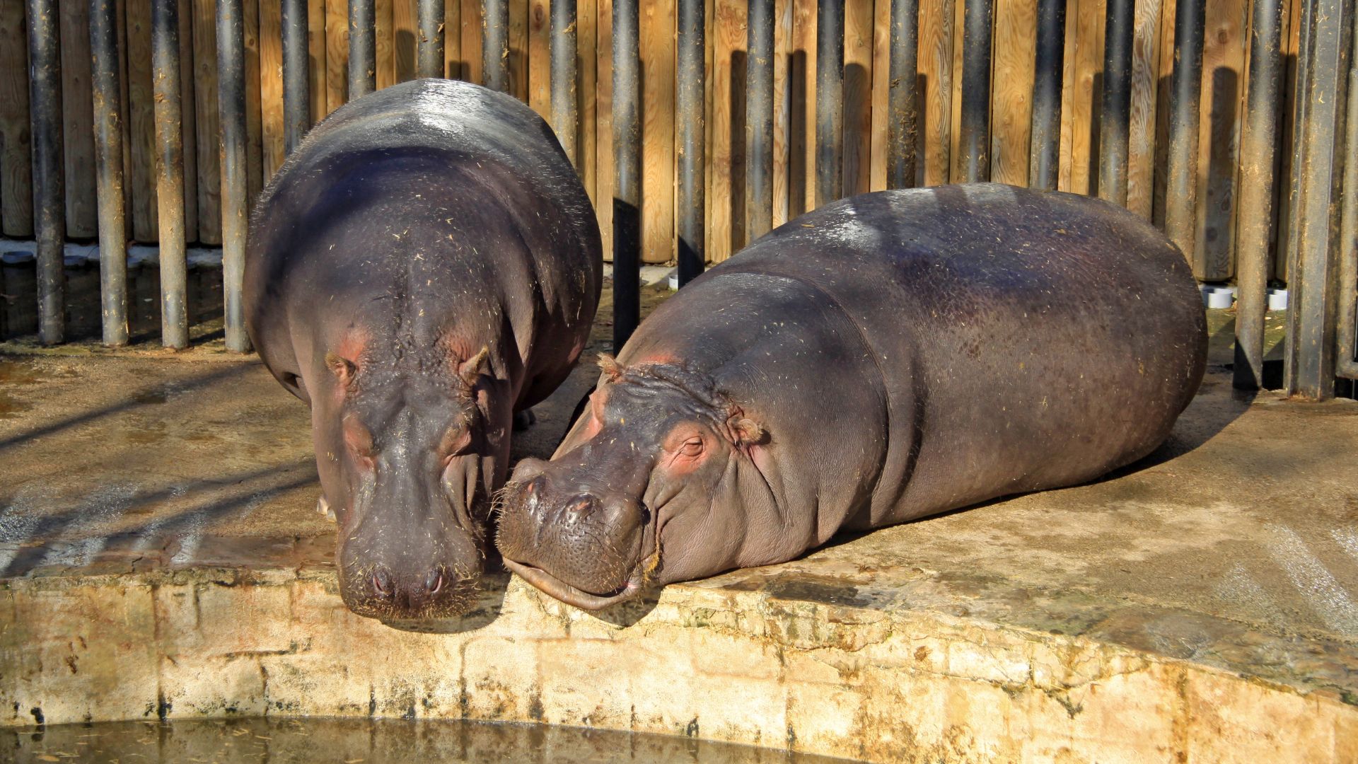 Hippopotamus in Barcelona Zoo