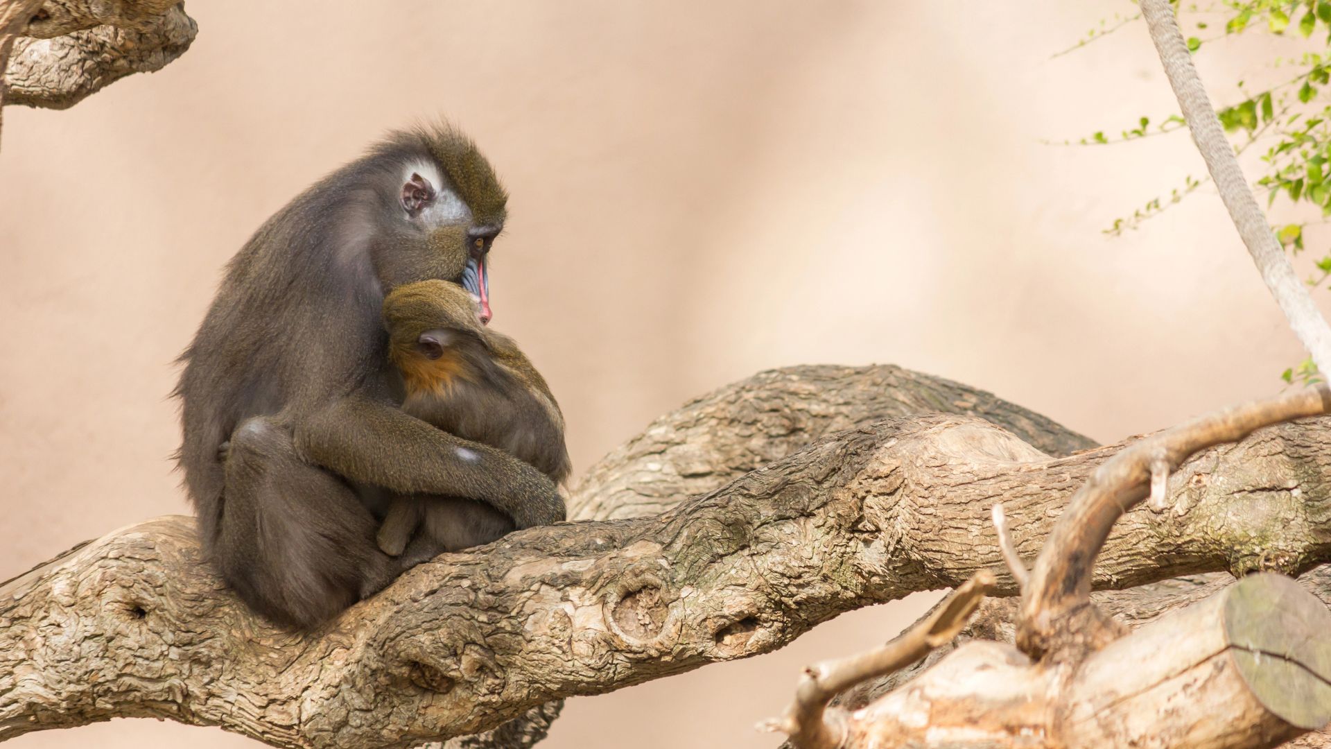 Monkeys in Barcelona Zoo